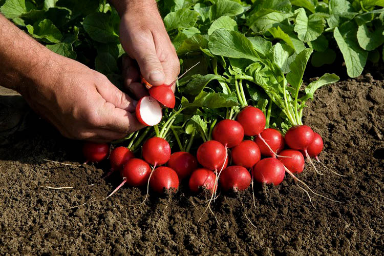 radish harvest in a greenhouse