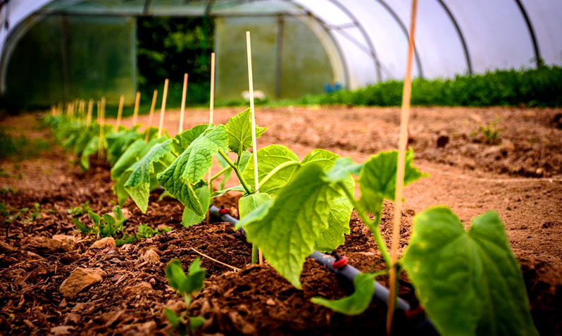 cucumbers to grow three crops in one season in a polycarbonate greenhouse