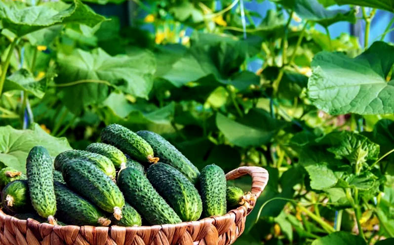 How to grow three crops in one season in a polycarbonate greenhouse