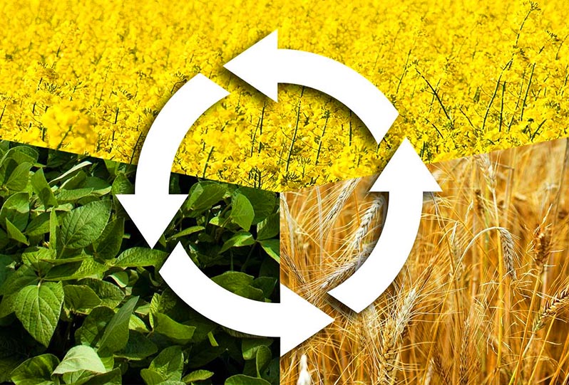 Crop rotation or which plants after which to grow in the garden