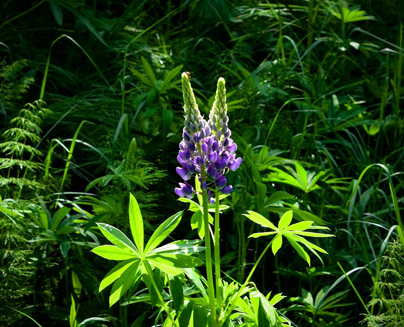 lupine green manure in the fall