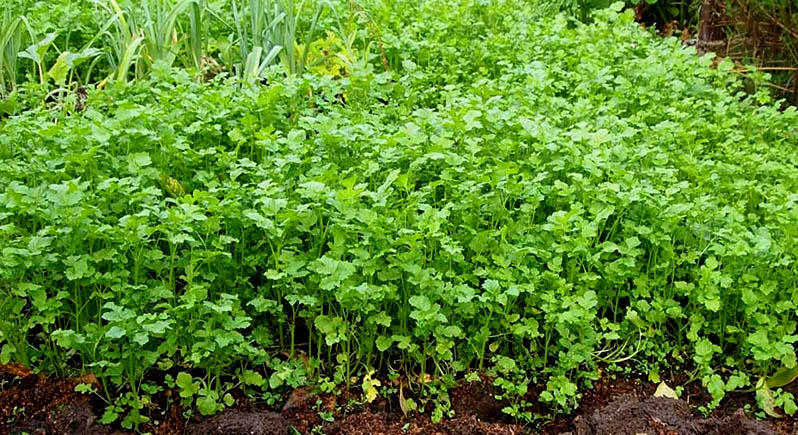mustard green manure in the fall