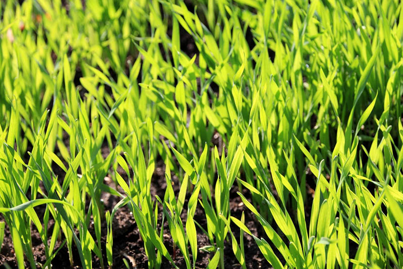 rye in the fall as the green manure