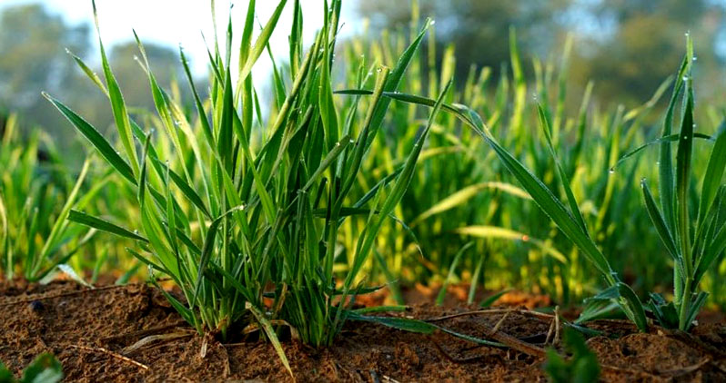 When and how to sow green manure in the fall