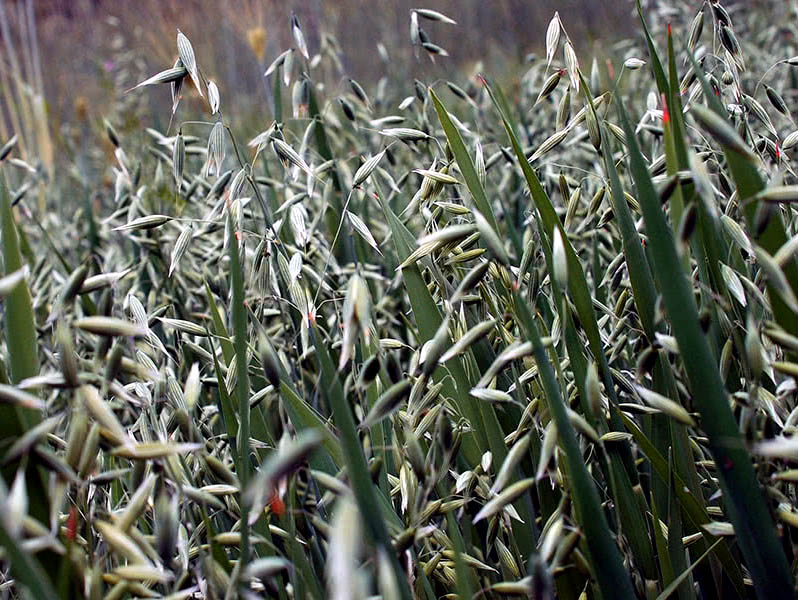 oats green manure in the fall