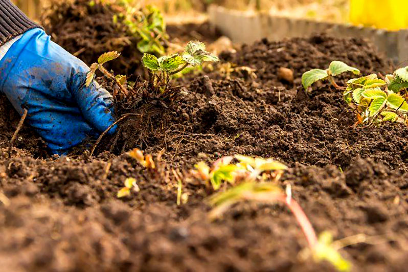 Most vegetables, many flower crops, especially bulbs and annuals, and strawberries grow best on light loam