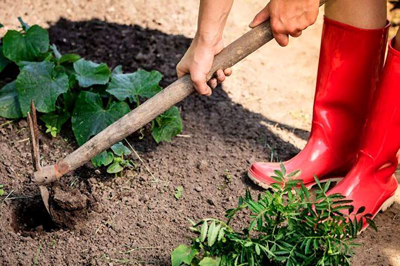 Loosening inhibits the growth of weeds and saturates the upper layers of the soil with oxygen