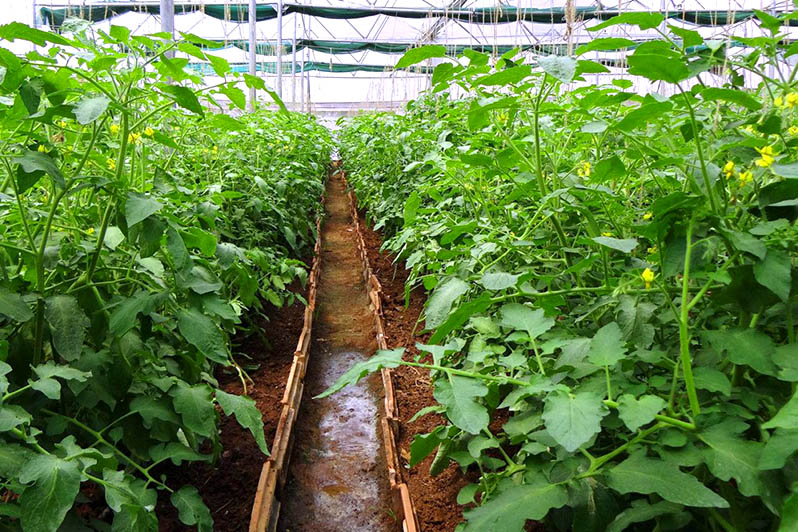 rules for caring for tomatoes in a greenhouse