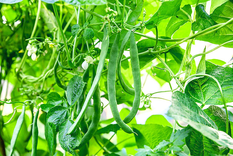 growing beans in a greenhouse