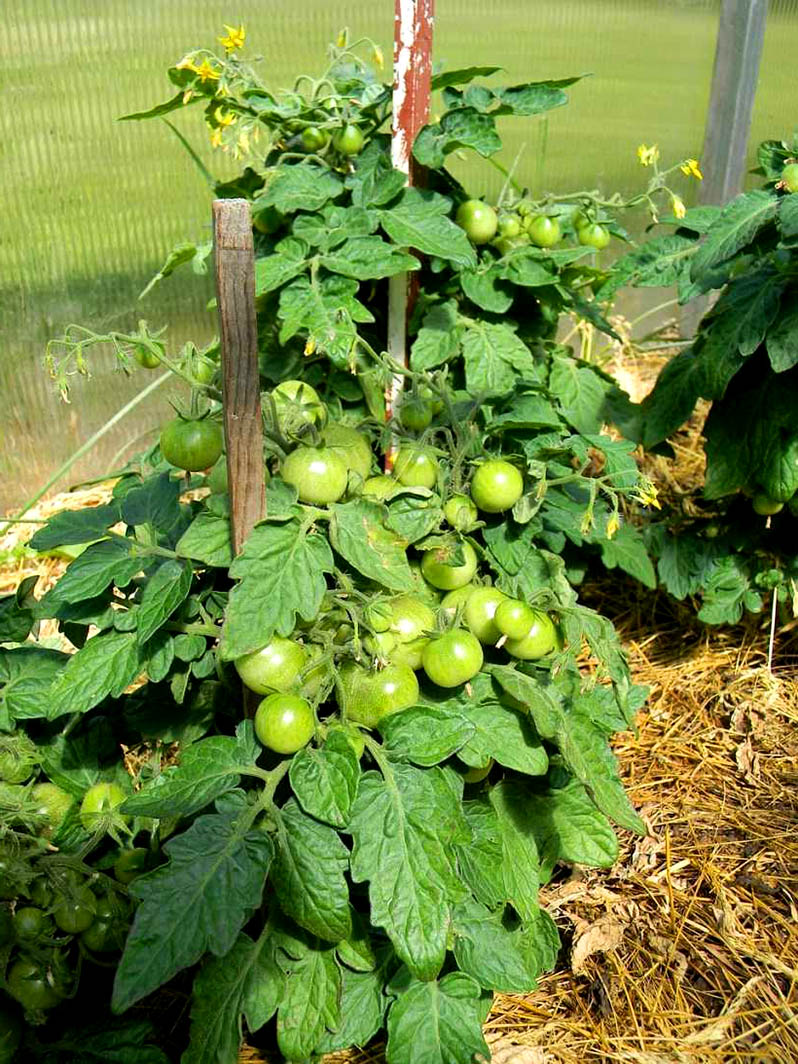 tomato stem garter