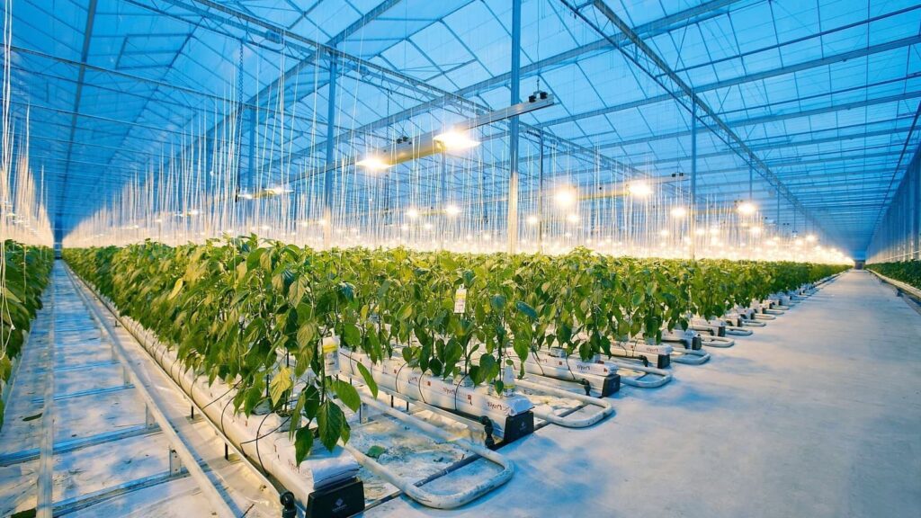 winter lighting greenhouse
