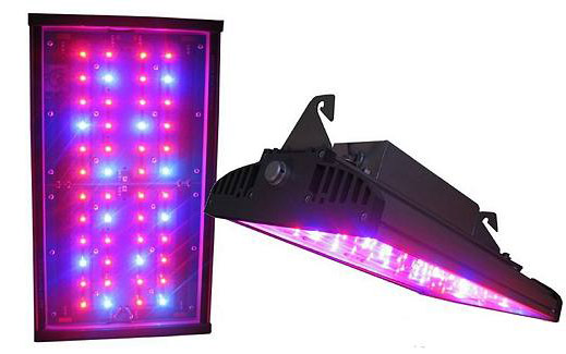 greenhouse winter lighting: LEDs can save up to 40% on energy costs