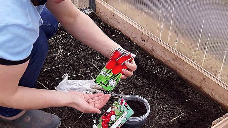 When to sow radishes in a greenhouse