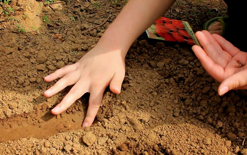 Preparing the soil in the greenhouse for radishes