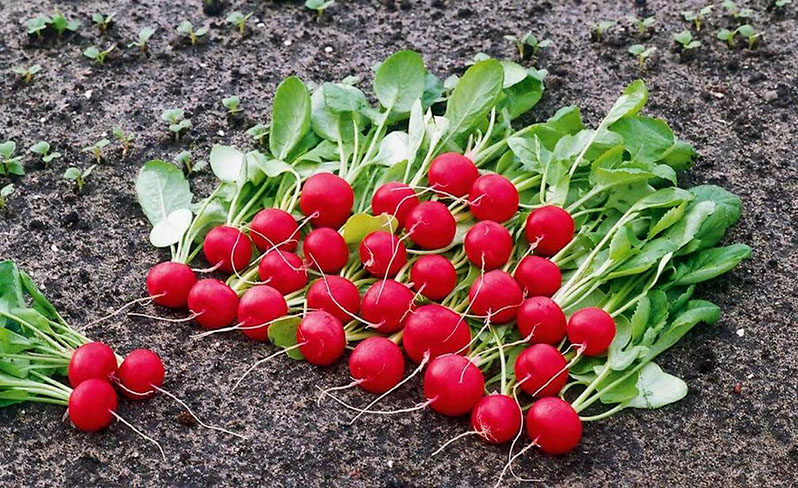 How and when to plant radishes in a polycarbonate greenhouse