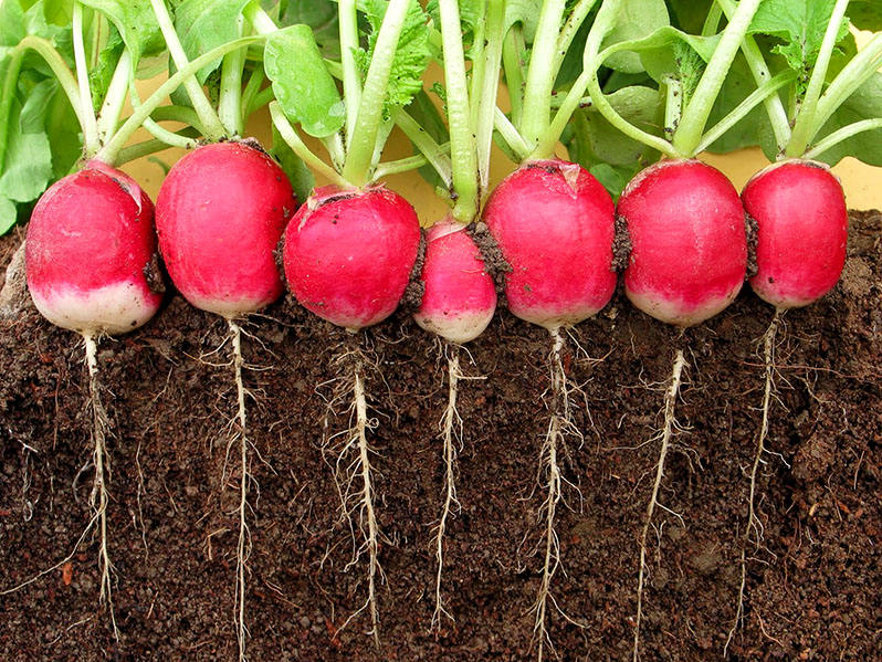 radishes in a greenhouse