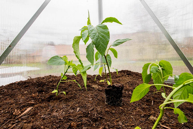 pepper seedlings in a greenhouse