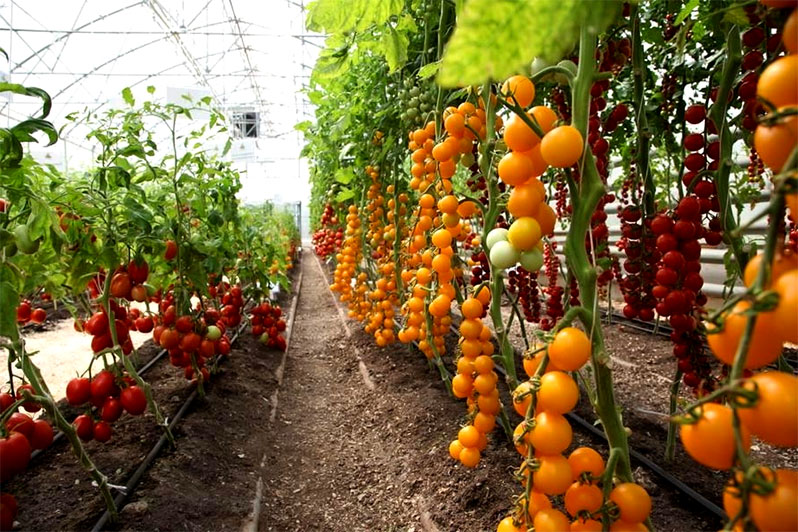 growing tall tomatoes in the greenhouse