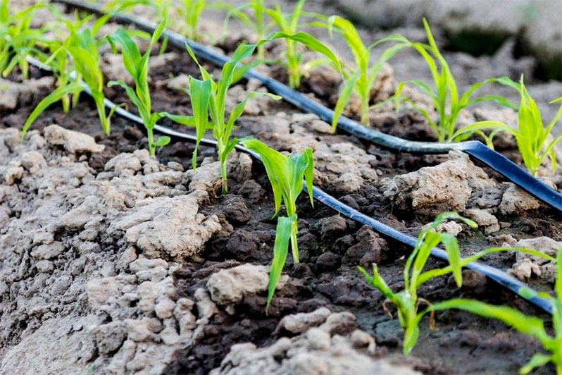 Drip irrigation acts pointwise on the planting site, leaving the rest of the garden dry, so the risk of waterlogging is excluded.