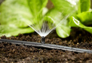 Watering greenhouse plants