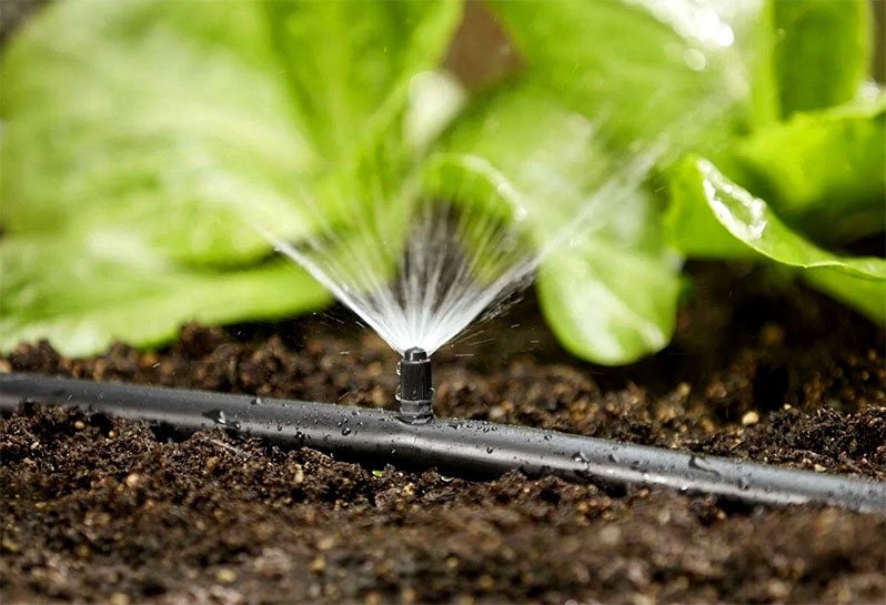 Watering greenhouse plants