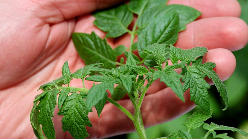if tomato seedlings do not grow in a greenhouse
