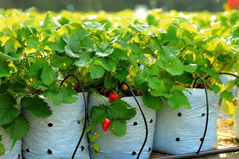 The principle of operation of drip irrigation is based on the supply of water in small quantities directly to the root system of the plant.