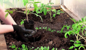 Distance between tomatoes in a greenhouse