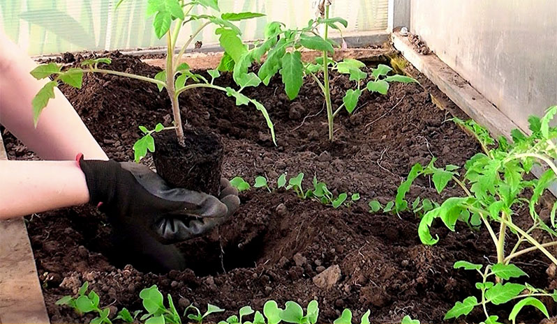 Distance between tomatoes in a greenhouse