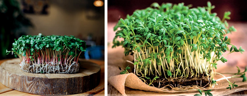 Radish and salad microgreens