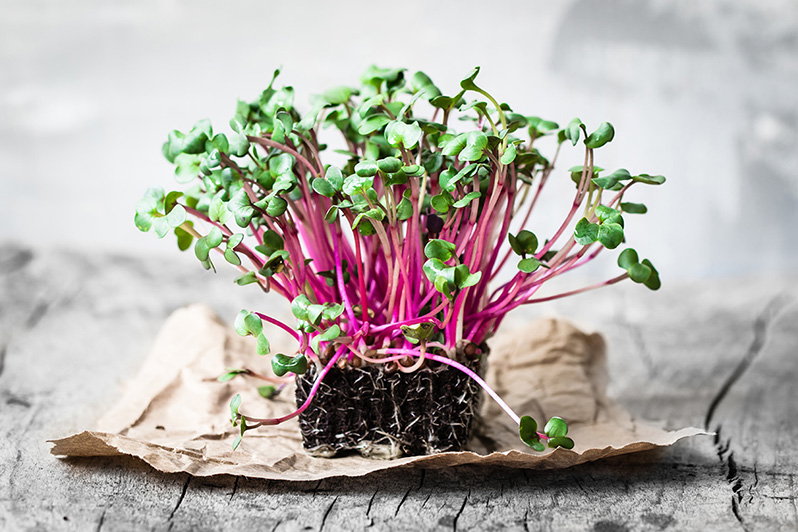 Beets microgreens