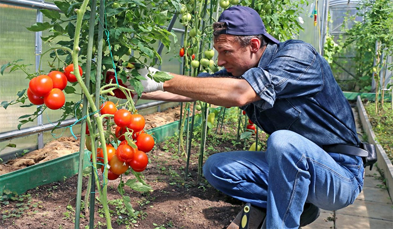 growing tomatoes in a greenhouse