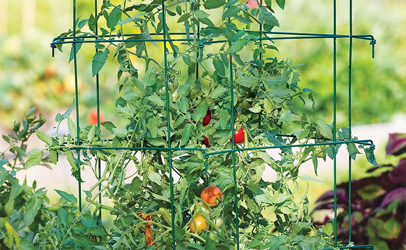 cell for plants