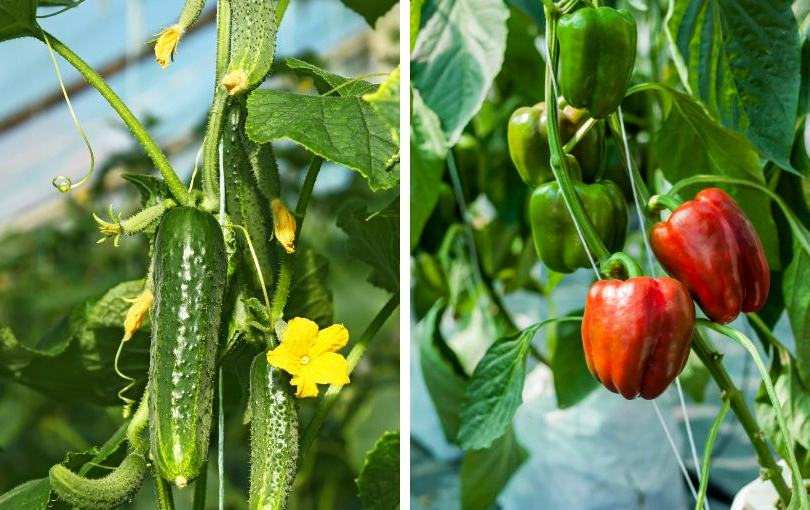 Сucumbers and sweet peppers are the most popular vegetables for growing in a greenhouse cucumbers and pepper