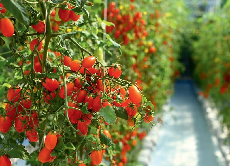 tomato greenhouse