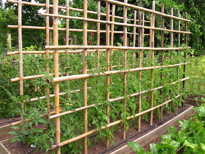 tomatoes on trellis