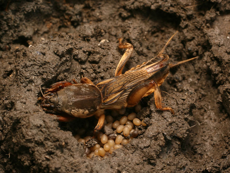 Mole cricket egg laying Mole cricket egg laying