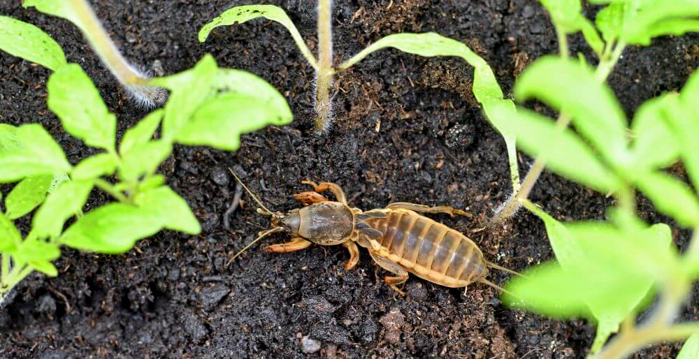 An adult mole cricket feeds on plant roots and can damage up to 15 plants per night An adult mole cricket feeds on plant roots and can damage up to 15 plants per night