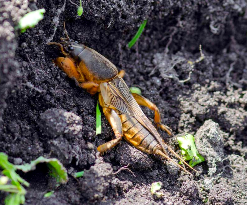 get rid of mole crickets