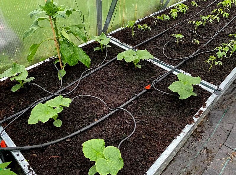 drip irrigation for cucumbers
