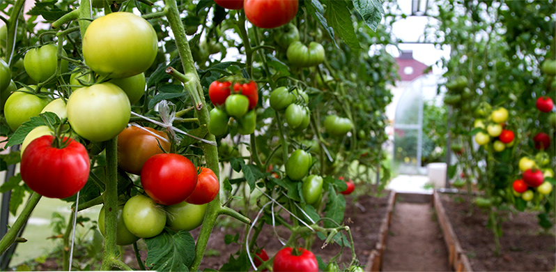 tomato watering tips