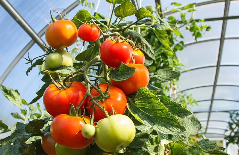 Boosting Greenhouse Tomato Growth: The Ultimate Fertilizer Guide