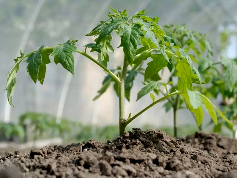Fertilizer for tomatoes after planting in a greenhouse