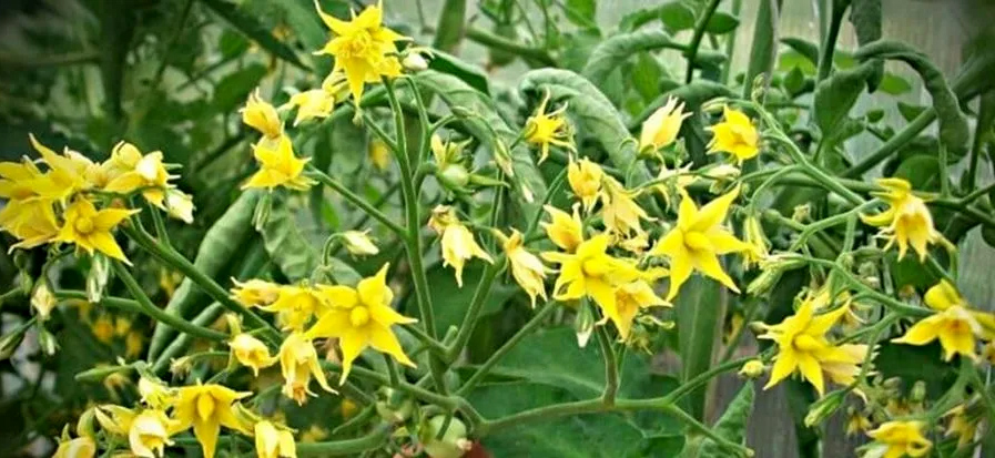 Fertilizer for tomatoes during flowering