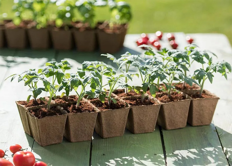 Fertilizer for greenhouse tomatoes before transplanting seedlings