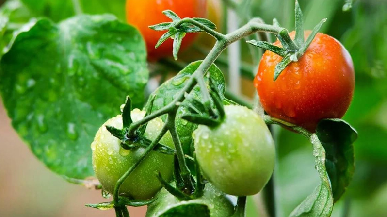 Greenhouse tomato fertilizer during ripening